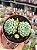 Echeveria butterball (colônia) - Imagem 1