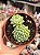 Echeveria butterball - Imagem 1