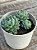 Echeveria butterball - Imagem 4