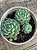 Echeveria butterball - Imagem 3