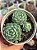 Echeveria butterball - Imagem 1