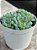 Echeveria butterball (colônia) - Imagem 3