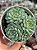 Echeveria butterball (colônia) - Imagem 1