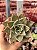 Echeveria ‘jade star’ variegata - Imagem 1