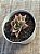 Echeveria ‘jade star’ variegata - Imagem 4