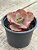 Echeveria can can importada - Imagem 2