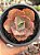 Echeveria can can importada - Imagem 1