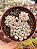 Echeveria cute bean - Imagem 1