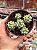 Echeveria cute bean - Imagem 1