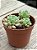 Echeveria cute bean - Imagem 3