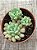 Echeveria cute bean - Imagem 4