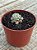 Echeveria cute bean - Imagem 4