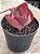 Echeveria ‘true love’ (importada) - Imagem 2