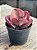Echeveria ‘true love’ (sem raiz) - Imagem 2