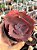 Echeveria ‘true love’ (sem raiz) - Imagem 1