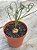 Albuca spiralis (folhas finas) P - Imagem 2