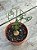 Albuca spiralis (folhas finas) P - Imagem 1
