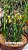 Albuca spiralis G - Imagem 2