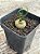 Albuca spiralis G - Imagem 3