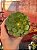 Aeonium tsavorite - Imagem 1