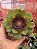 Aeonium tsavorite - Imagem 1