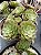 Aeonium tsavorite - Imagem 2