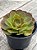 Aeonium tsavorite - Imagem 3