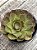 Aeonium tsavorite - Imagem 4