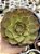 Aeonium tsavorite - Imagem 1