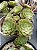 Aeonium tsavorite - Imagem 2