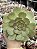 Aeonium tsavorite - Imagem 1