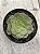 Aeonium tsavorite - Imagem 1