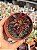 Aeonium firecracker - Imagem 1