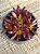 Aeonium firecracker - Imagem 2