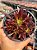 Aeonium firecracker - Imagem 1