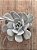 Echeveria cally argentea - Imagem 3