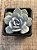 Echeveria cally argentea - Imagem 3