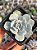 Echeveria cally argentea - Imagem 1