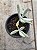 Cotyledon orbiculata ‘elk horn’ - Imagem 1