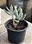Cotyledon orbiculata ‘elk horn’ - Imagem 2