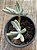 Cotyledon orbiculata ‘elk horn’ - Imagem 3