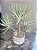Cotyledon orbiculata ‘elk horn’ - Imagem 2
