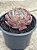 Echeveria laulensis (sem raiz) - Imagem 2