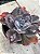 Echeveria volcan doux MATRIZ - Imagem 3