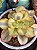 Echeveria suyon variegata (importada) sem raiz - Imagem 2