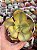 Echeveria suyon variegata (importada) sem raiz - Imagem 1