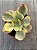 Echeveria suyon variegata (importada) - Imagem 3