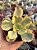 Echeveria suyon variegata (importada) - Imagem 1