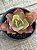 Echeveria suyon variegata M - Imagem 2