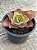 Echeveria suyon variegata M - Imagem 3
